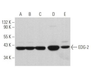 EDG-2 Antibody (B-10) - Western Blotting - Image 369851