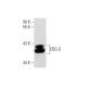 EDG-5 Antibody (E-12) - Western Blotting - Image 145585
