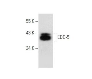EDG-5 Antibody (E-12) - Western Blotting - Image 301280 