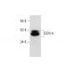 EDG-5 Antibody (E-12) - Western Blotting - Image 301280 