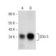 EDG-5 Antibody (F-3) - Western Blotting - Image 142627