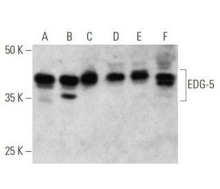 EDG-5 Antibody (F-3) - Western Blotting - Image 356181 