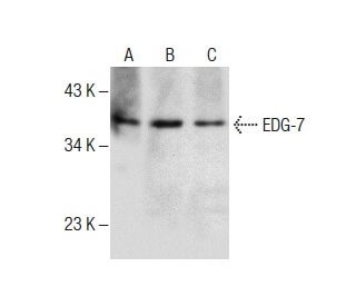 EDG-7 Antibody (C-7) - Western Blotting - Image 287740 