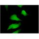 EDIL3 Antibody (4C9) - Immunofluorescence - Image 346137 