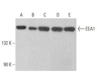 EEA1 Antibody (281.7) - Western Blotting - Image 353163 