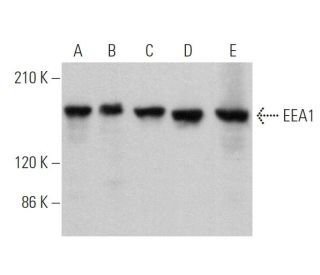 EEA1 Antibody (G-4) - Western Blotting - Image 373033