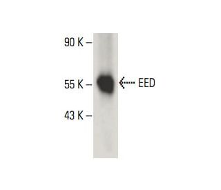 EED Antibody (B-3) - Western Blotting - Image 395974 