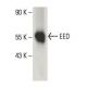 EED Antibody (B-3) - Western Blotting - Image 395974 
