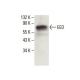 EED Antibody (B-3) - Western Blotting - Image 396353