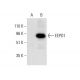 EEPD1 Antibody (A-5) - Western Blotting - Image 301424 