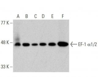 EF-1 α1/2 Antibody (G-8) - Western Blotting - Image 358717