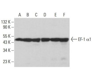 EF-1 &alpha;1 Antibody (CBP-KK1) - Western Blotting - Image 380883 