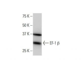 EF-1 &beta; Antibody (3A5) - Western Blotting - Image 352108 