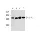 EF-1 δ Antibody (3J6) - Western Blotting - Image 297908
