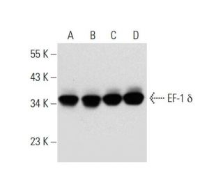 EF-1 &delta; Antibody (A-5) - Western Blotting - Image 297906 