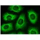 EF-1 δ Antibody (G-7) - Immunofluorescence - Image 300876 