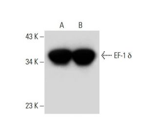 EF-1 &delta; Antibody (G-7) - Western Blotting - Image 297925 