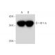 EF-1 δ Antibody (G-7) - Western Blotting - Image 297925 