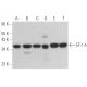 EF-1 δ Antibody (G-7) - Western Blotting - Image 367650