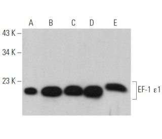 EF-1 &epsilon;1 Antibody (E-4) - Western Blotting - Image 369382 