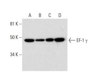 EF-1 &gamma; Antibody (C-7) - Western Blotting - Image 294819 