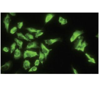 EF-1 γ Antibody (X5-P) - Immunofluorescence - Image 35769 