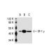 EF-1 γ Antibody (X5-P) - Western Blotting - Image 31157 