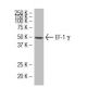 EF-1 γ Antibody (X5-P) - Western Blotting - Image 34401 