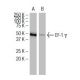 EF-1 γ Antibody (X5-P) - Western Blotting - Image 34402 