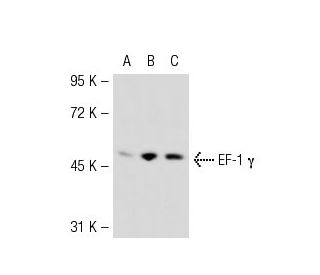 EF-1 γ Antibody (X5-P) - Western Blotting - Image 51737