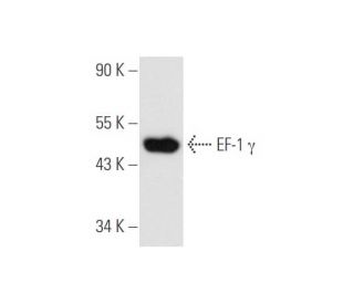 EF-1 γ Antibody (X5-P) - Western Blotting - Image 59397 