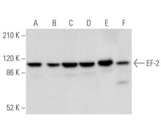 EF-2 Antibody (C-9) - Western Blotting - Image 355849 