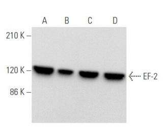 EF-2 Antibody (H-8) - Western Blotting - Image 355838 