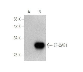 EF-CAB1 Antibody (B-2) - Western Blotting - Image 350842