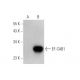 EF-CAB1 Antibody (B-2) - Western Blotting - Image 350842