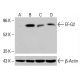EF-G2 Antibody (E-10) - Western Blotting - Image 415624