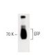 EFP Antibody (2) - Western Blotting - Image 60289 