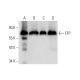 EFP Antibody (D-8) - Western Blotting - Image 309597 