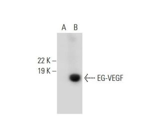 EG-VEGF Antibody (E-12) - Western Blotting - Image 289749 