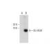 EG-VEGF Antibody (E-12) - Western Blotting - Image 289750 