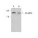 EG-VEGF Antibody (E-12) - Western Blotting - Image 384353