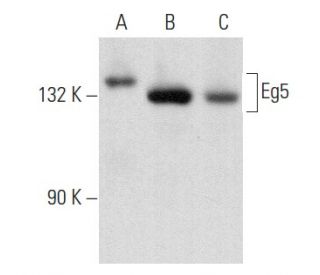 Eg5 Antibody (10C7/Eg5) - Western Blotting - Image 357149 