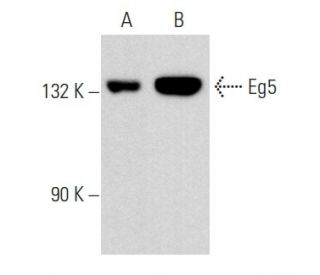 Eg5 Antibody (D-7) - Western Blotting - Image 357152 