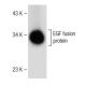 EGF Antibody (D-5) - Western Blotting - Image 149517