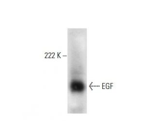 EGF Antibody (D-5) - Western Blotting - Image 300598 