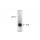 EGF Antibody (D-5) - Western Blotting - Image 300598 