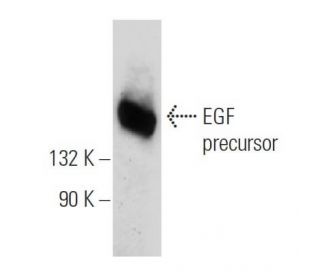 EGF Antibody (F-9) - Western Blotting - Image 109572