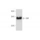 EGF Antibody (H-3) - Western Blotting - Image 129311