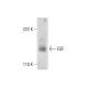EGF Antibody (H-3) - Western Blotting - Image 300599 