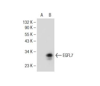 EGFL7 Antibody (B-1) - Western Blotting - Image 146899Each CRISPR/Cas9 Knockout (KO) Plasmid product consists of a pool of 3 plasmids designed to ensure identification and cleavage of a specific gene for maximum knockout efficiency. Each plasmid encodes a unique 20 nt sequence derived from the GeCKO (v2) library.